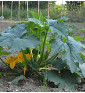 Costates Romanesco