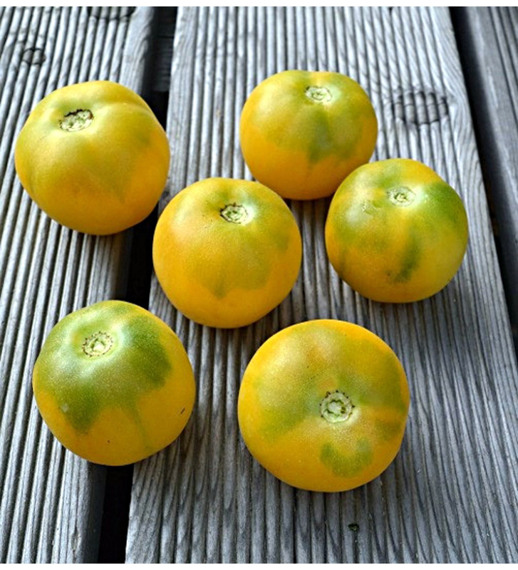 Wapsipinicon peach - broskvové rajče | permaseminka.cz