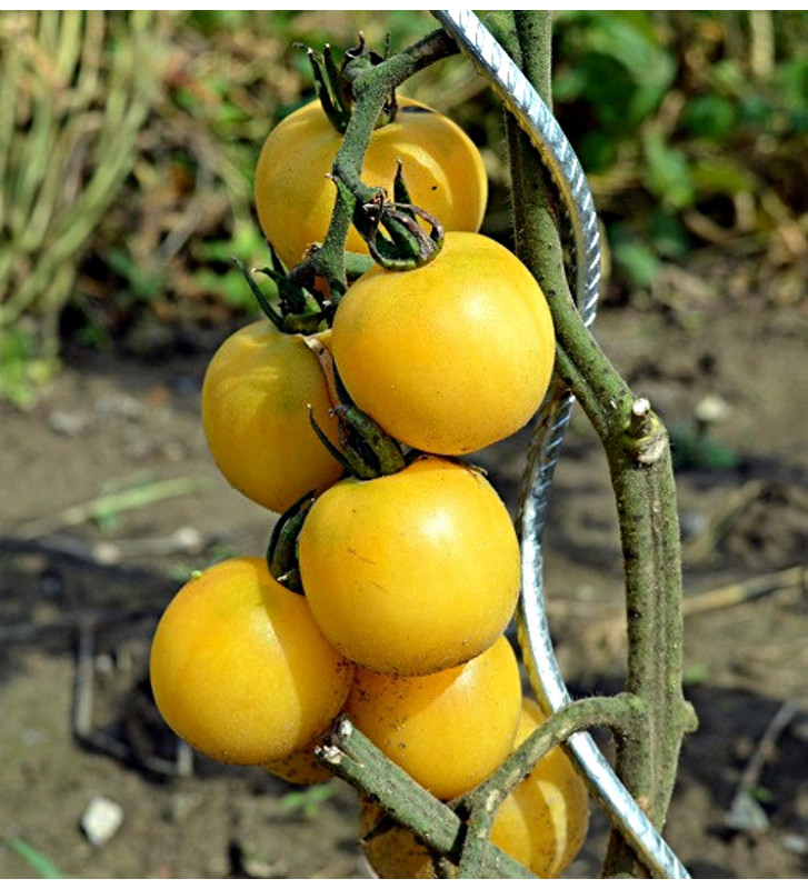 Wapsipinicon peach - broskvové rajče | permaseminka.cz