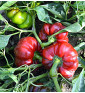 Liebesapfel - sladká paprika| PERMASEMÍNKA.CZ