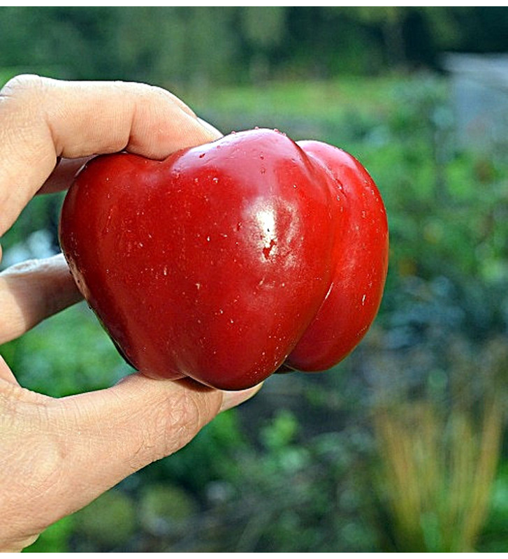 Liebesapfel - sladká paprika| PERMASEMÍNKA.CZ