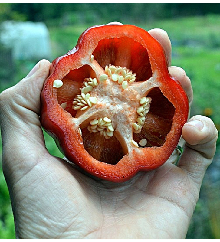 Liebesapfel - sladká paprika| PERMASEMÍNKA.CZ