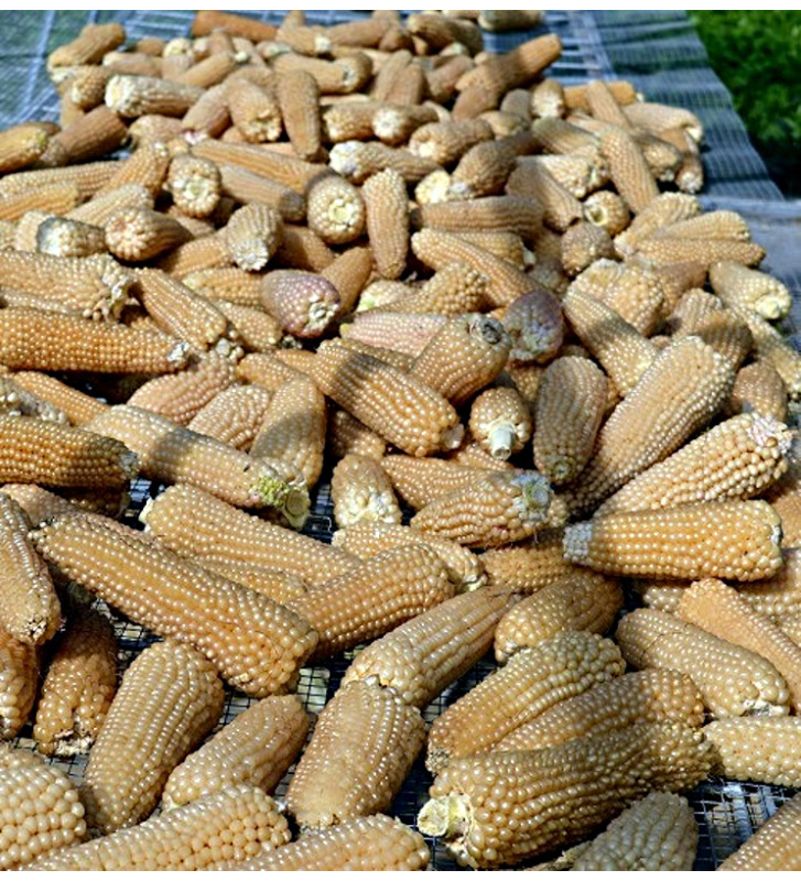 White Selection | Kukuřice popkornová | PERMASEMÍNKA.CZ