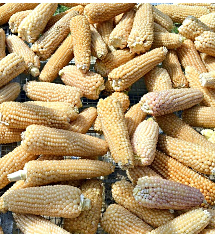 White Selection | Kukuřice popkornová | PERMASEMÍNKA.CZ
