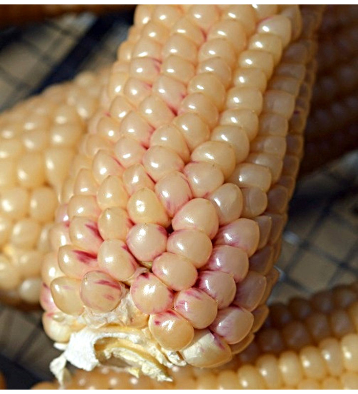 White Selection | Kukuřice popkornová | PERMASEMÍNKA.CZ