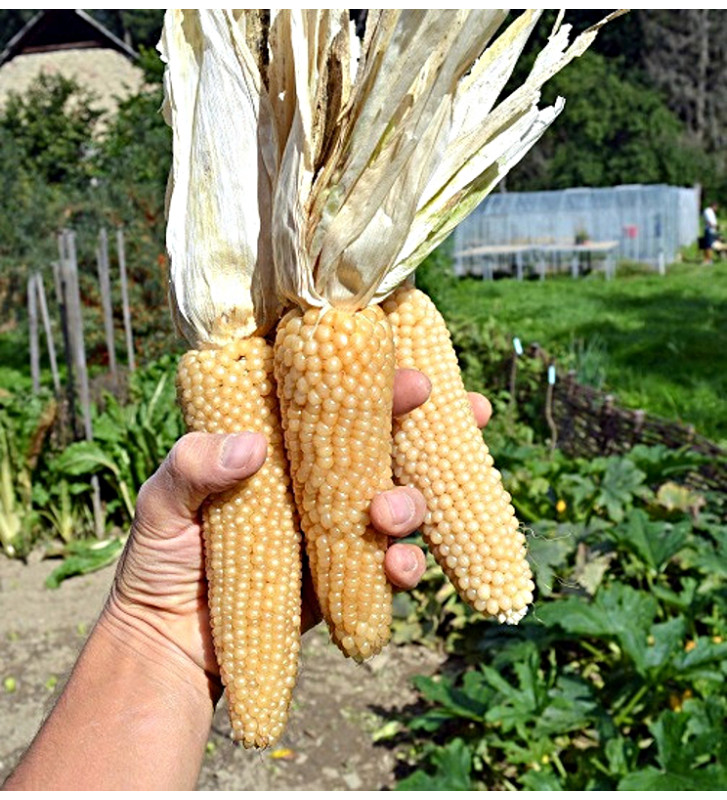 White Selection | Kukuřice popkornová | PERMASEMÍNKA.CZ