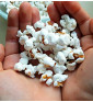 White Selection | Kukuřice popkornová | PERMASEMÍNKA.CZ
