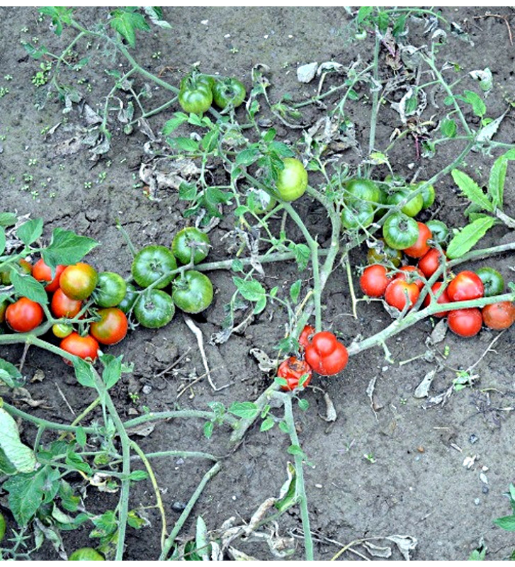Ostravské rané| rajče keříčkové | PERMASEMÍNKA.CZ