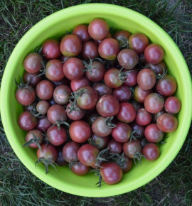 Rajče tyčkové, Black Cherry