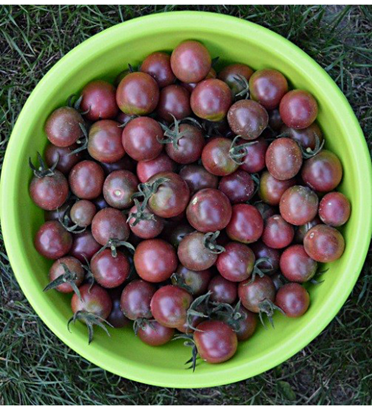 Rajče tyčkové, Black Cherry