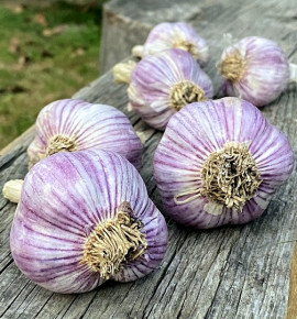 Hanácký paličák | česnek kuchyňský | allium sativum |