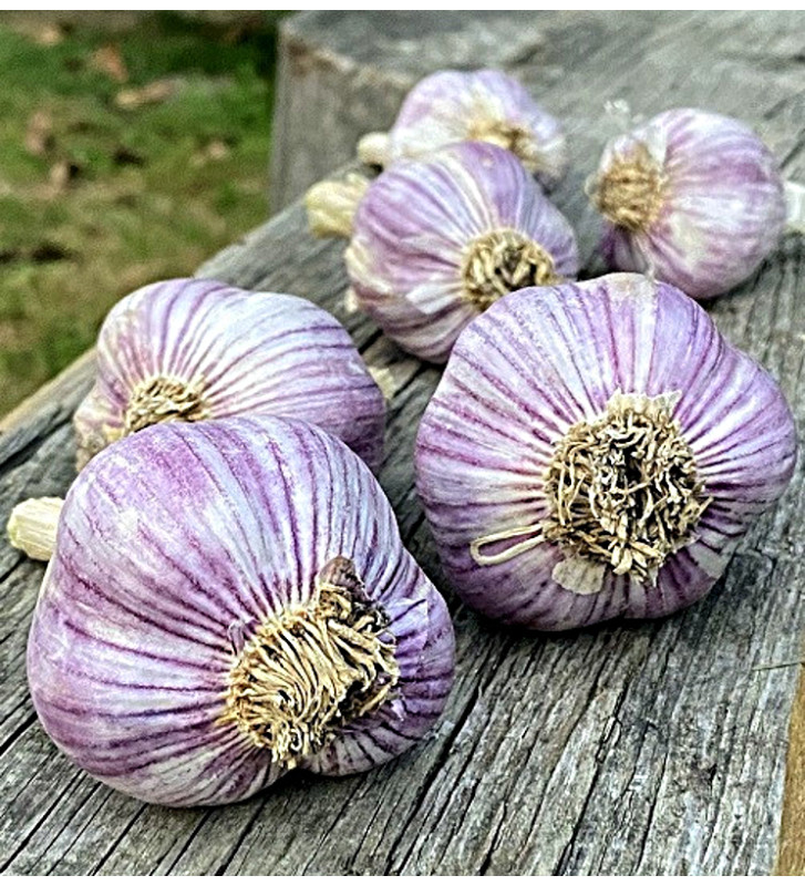 Hanácký paličák | česnek kuchyňský | allium sativum |