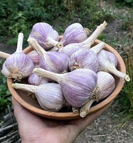 Hanácký paličák | česnek kuchyňský | allium sativum |