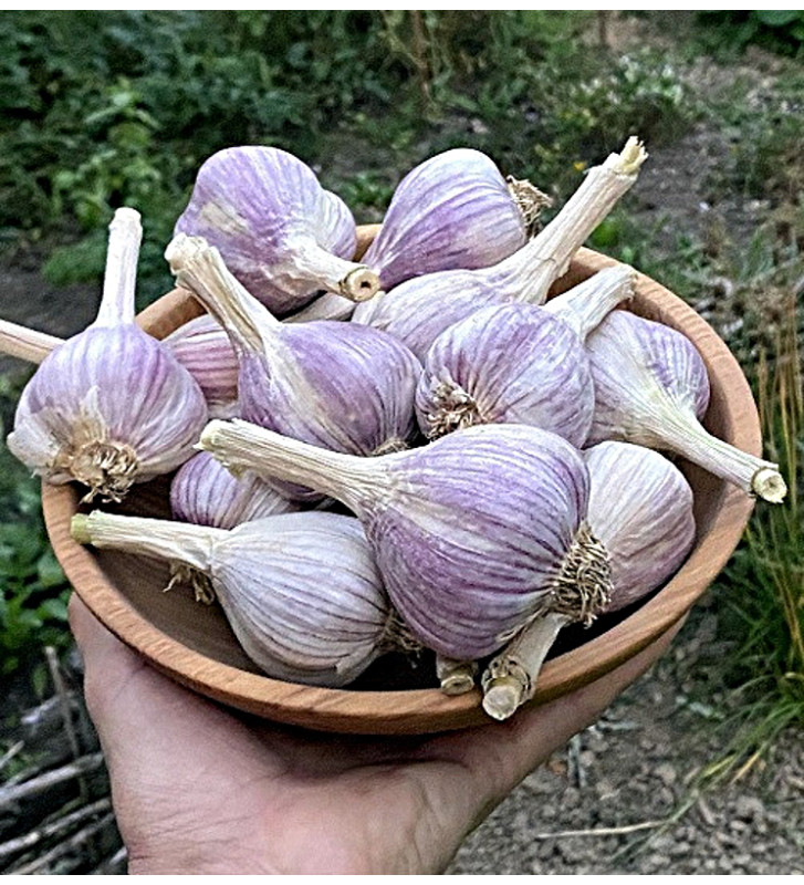 Hanácký paličák | česnek kuchyňský | allium sativum |
