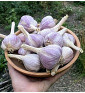 Hanácký paličák | česnek kuchyňský | allium sativum |
