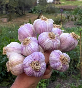 Hanácký paličák | česnek kuchyňský | allium sativum |