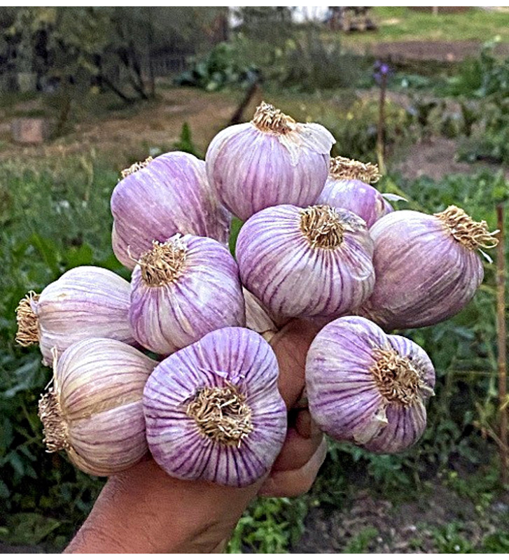 Hanácký paličák | česnek kuchyňský | allium sativum |