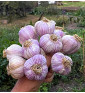 Hanácký paličák | česnek kuchyňský | allium sativum |