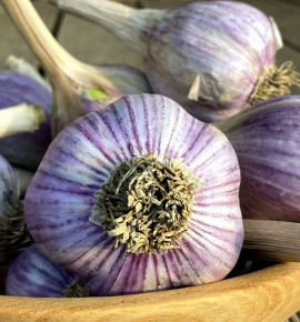 Hanácký paličák | česnek kuchyňský | allium sativum |