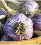 Hanácký paličák | česnek kuchyňský | allium sativum |