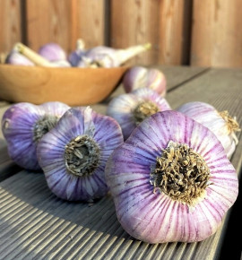 Hanácký paličák | česnek kuchyňský | allium sativum |