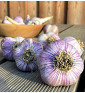 Hanácký paličák | česnek kuchyňský | allium sativum |