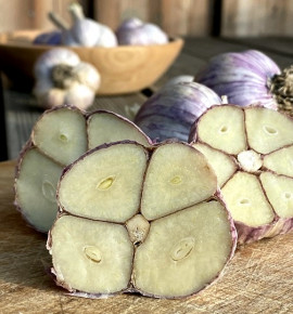 Hanácký paličák | česnek kuchyňský | allium sativum |