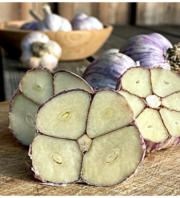 Hanácký paličák | česnek kuchyňský | allium sativum |