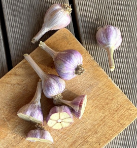 Hanácký paličák | česnek kuchyňský | allium sativum |