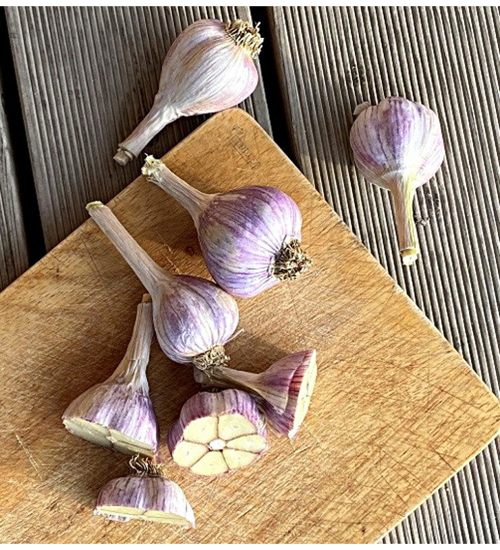 Hanácký paličák | česnek kuchyňský | allium sativum |
