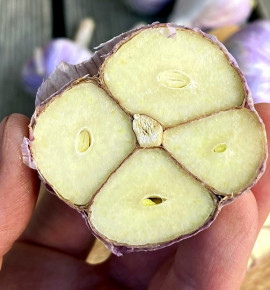 Hanácký paličák | česnek kuchyňský | allium sativum |
