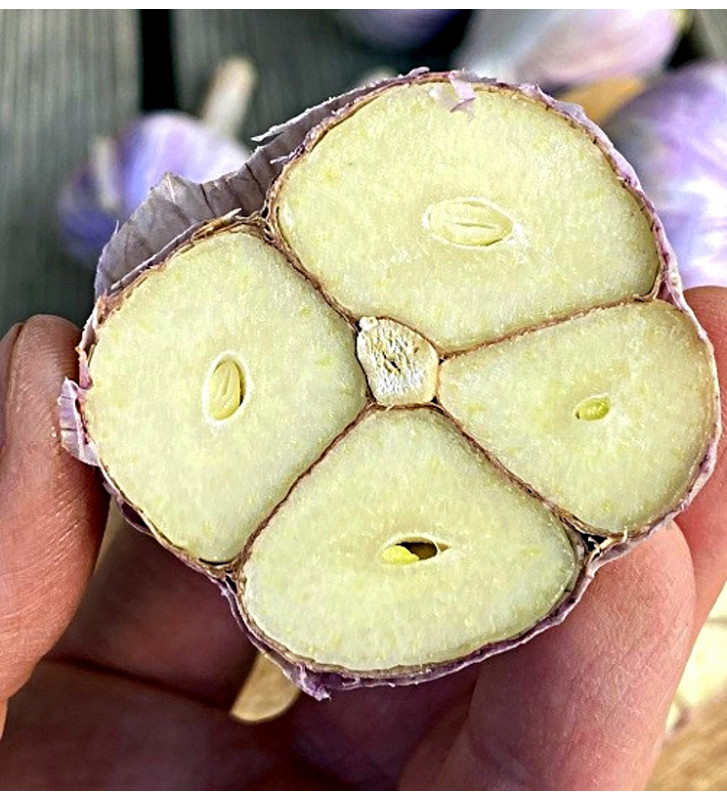 Hanácký paličák | česnek kuchyňský | allium sativum |