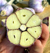 Hanácký paličák | česnek kuchyňský | allium sativum |