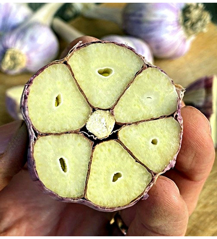 Hanácký paličák | česnek kuchyňský | allium sativum |
