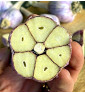 Hanácký paličák | česnek kuchyňský | allium sativum |
