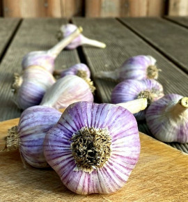 Hanácký paličák | česnek kuchyňský | allium sativum |