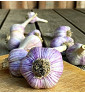 Hanácký paličák | česnek kuchyňský | allium sativum |