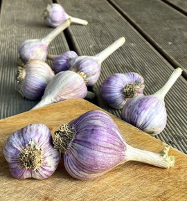 Hanácký paličák | česnek kuchyňský | allium sativum |