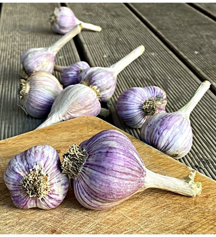 Hanácký paličák | česnek kuchyňský | allium sativum |