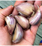 Hanácký paličák | česnek kuchyňský | allium sativum |