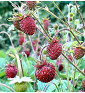 Jahodník lesní Korsika | fragaria vesca | PERMASEMÍNKA.CZ