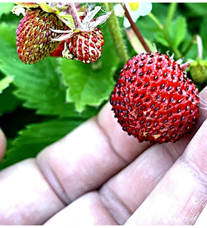 Jahodník lesní Korsika | fragaria vesca | PERMASEMÍNKA.CZ