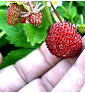 Jahodník lesní Korsika | fragaria vesca | PERMASEMÍNKA.CZ
