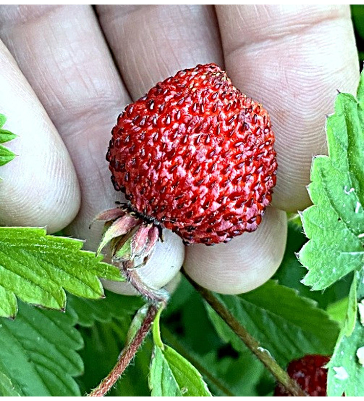 Jahodník lesní Korsika | fragaria vesca | PERMASEMÍNKA.CZ