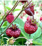 Jahodník lesní Korsika | fragaria vesca | PERMASEMÍNKA.CZ