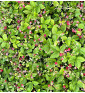 Jahodník lesní Korsika | fragaria vesca | PERMASEMÍNKA.CZ