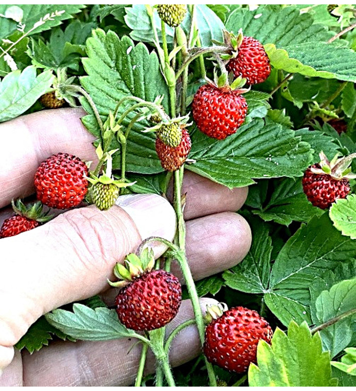 Jahodník lesní Korsika | fragaria vesca | PERMASEMÍNKA.CZ