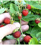 Jahodník lesní Korsika | fragaria vesca | PERMASEMÍNKA.CZ