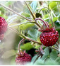 Jahodník lesní Korsika | fragaria vesca | PERMASEMÍNKA.CZ