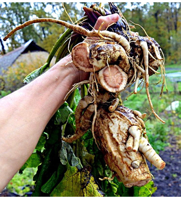 Lopuch kořenový | Arctium lappa | PERMASEMÍNKA.CZ